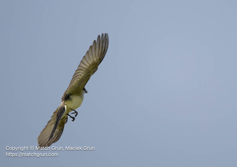 3220-0020-Immature-Western-Kingbird-In-Flight-Westerly-Creek