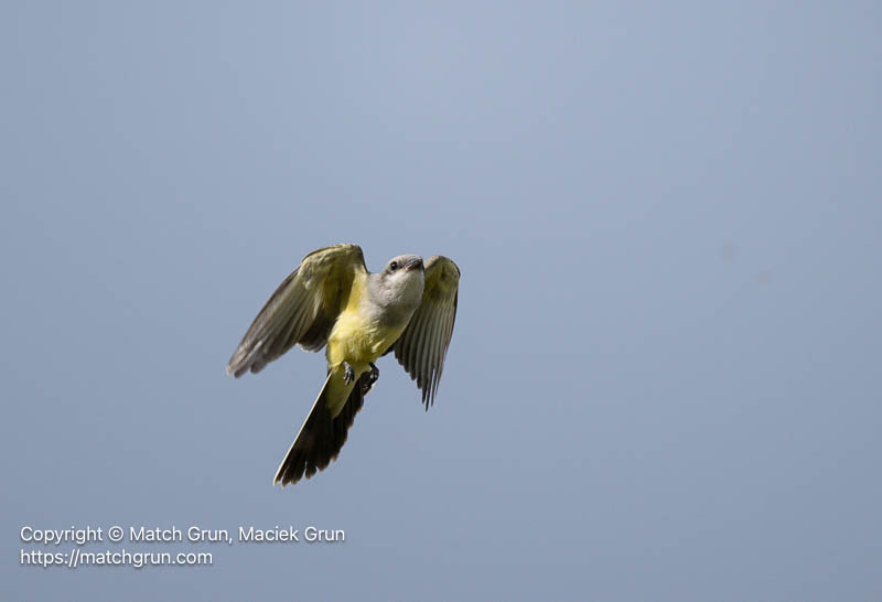 3220-0021-Immature-Western-Kingbird-Catching-Bugs-Westerly-Creek