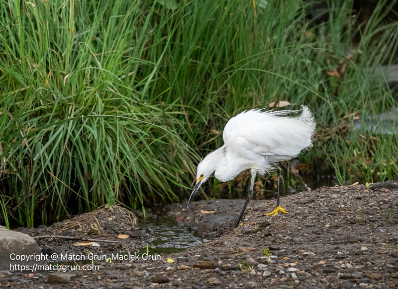 3220-0045-Snowy-Egret-Catching-Crawdad-No-1-Found-Ya