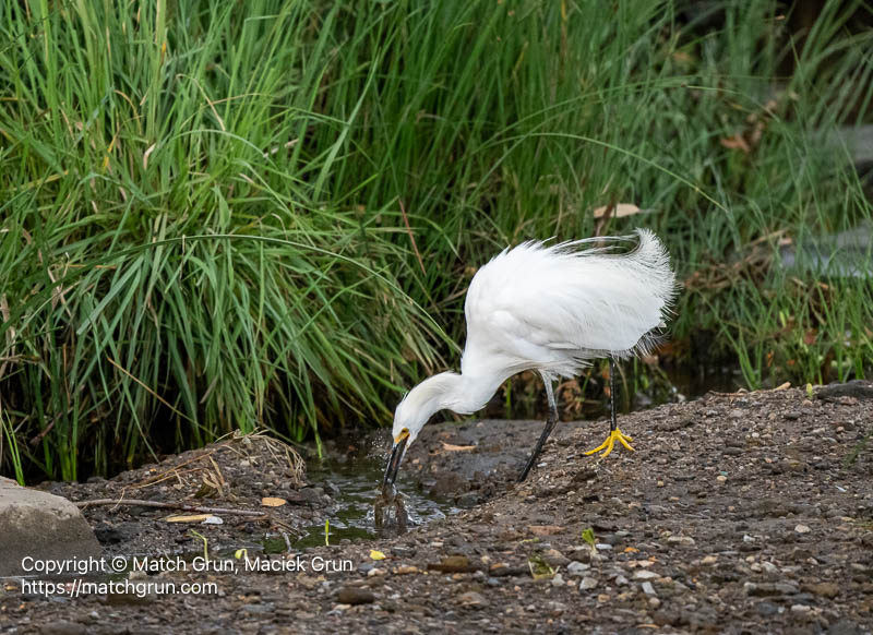 3220-0046-Snowy-Egret-Catching-Crawdad-No-2-Caught-Ya