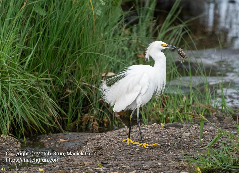 3220-0053-Snowy-Egret-Catching-Crawdad-No-3