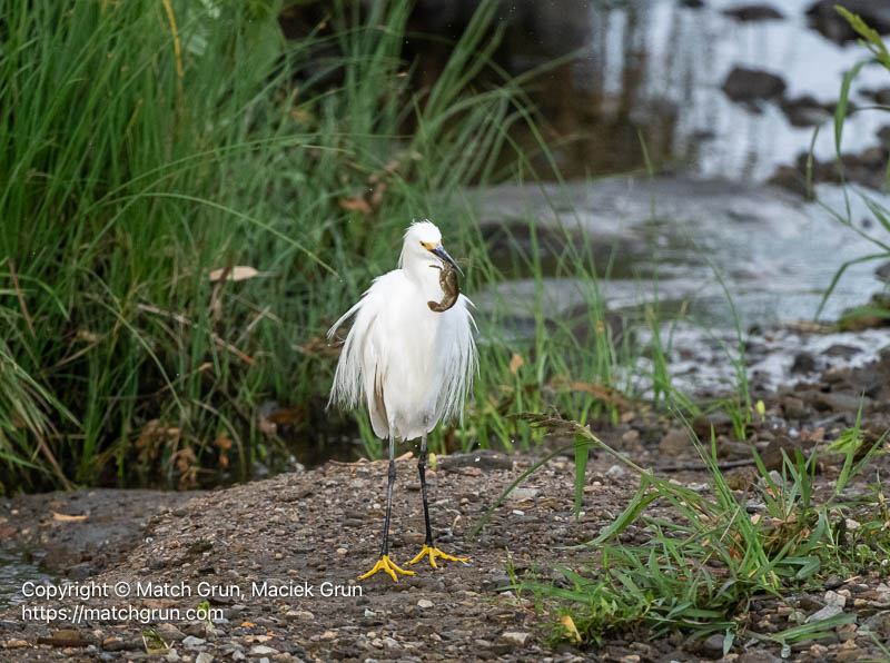 3220-0059-Snowy-Egret-Catching-Crawdad-No-4