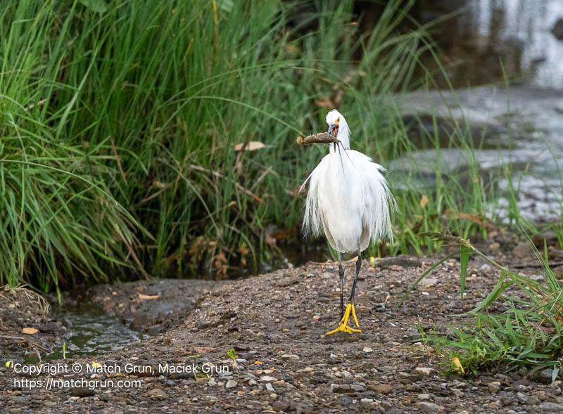3220-0060-Snowy-Egret-Catching-Crawdad-No-5