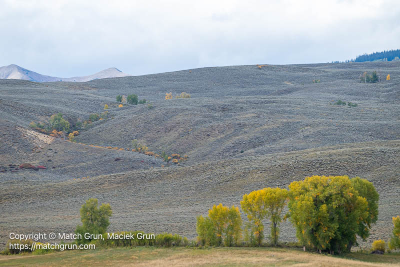 3245-0001-Cottonwood-Trees-With-Fall-Colors-Ohio-Creek-Valley