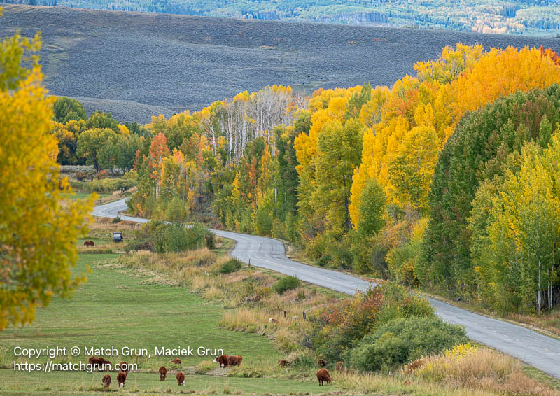 3245-0004-Aspen-With-Fall-Colors-Along-Roadside-Ohio-Creek-Valley