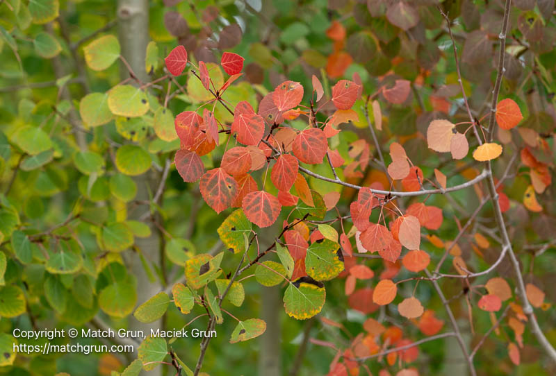 3245-0014-Red-And-Green-Aspen-Fall-Leaves