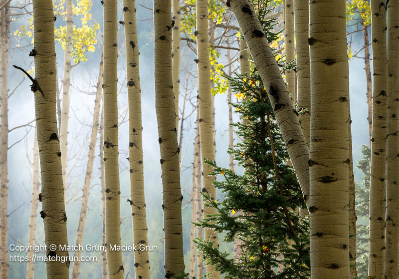 3248-0015-Backlit-Aspen-Trunks-Against-Low-Cloud-Ohio-Pass