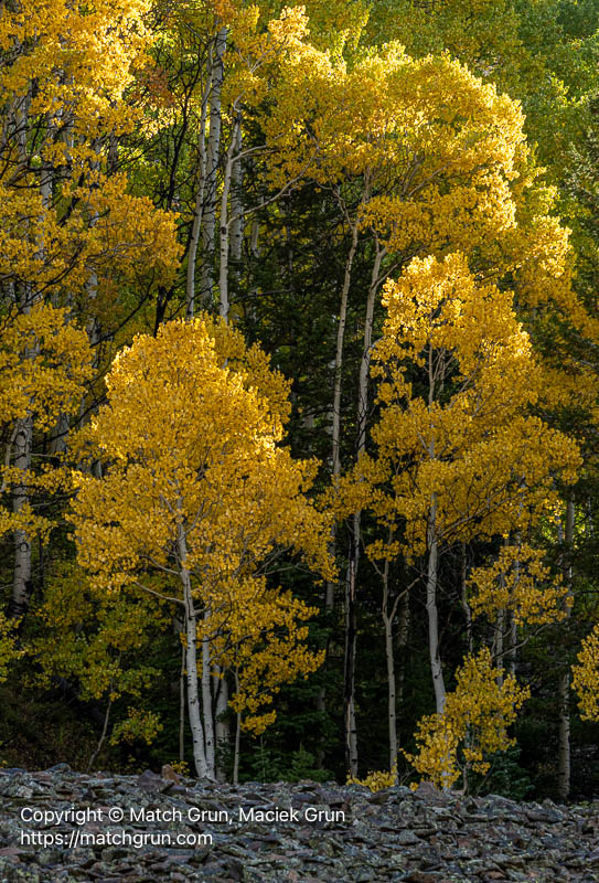 3248-0072-Aspen-Forest-Above-Scree-Slope-Ohio-Pass