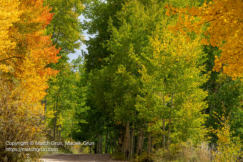 3250-0012-Aspen-Trees-Along-Roadside-At-Base-Of-Ohio-Pass