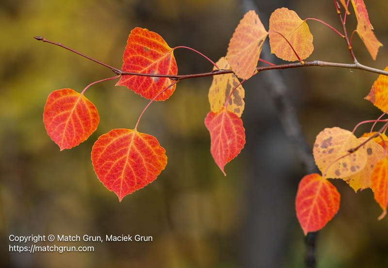 3250-0028-Those-Red-Aspen-Leaves-Ohio-Pass