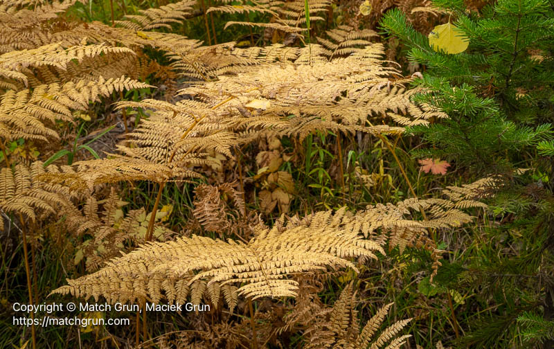 3250-0050-Ferns-In-Aspen-Forest-Ohio-Pass