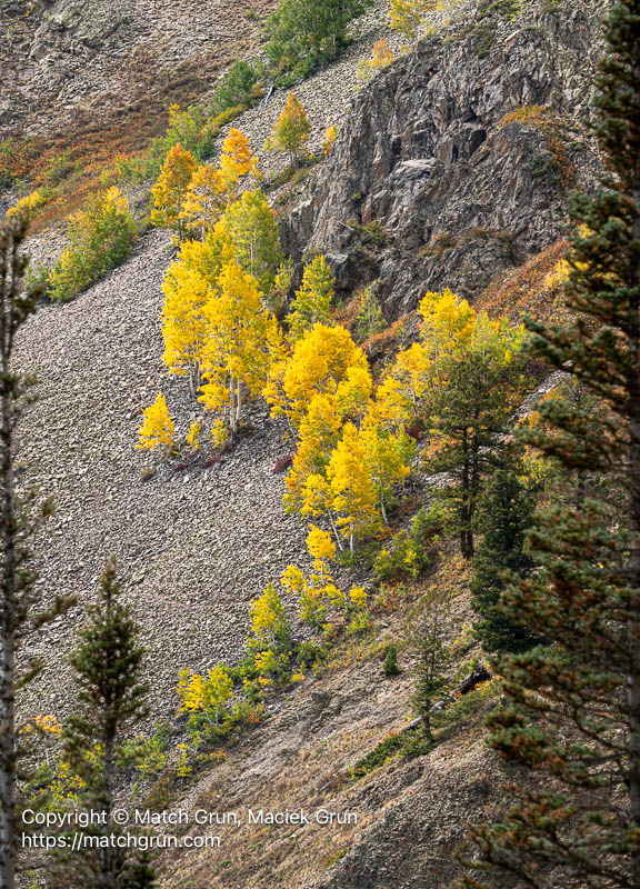 3250-0135-Cliff-Face-With-Pine-And-Aspen-Ohio-Pass-No-2