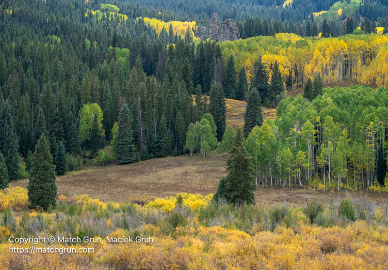 3251-0006-Aspen-And-Pine-Forests-Kebler-Pass