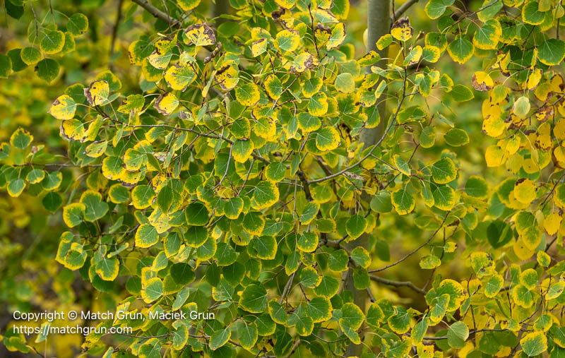3251-0020-Green-Aspen-Leaves-Lined-With-Yellow-Kebler-Pass