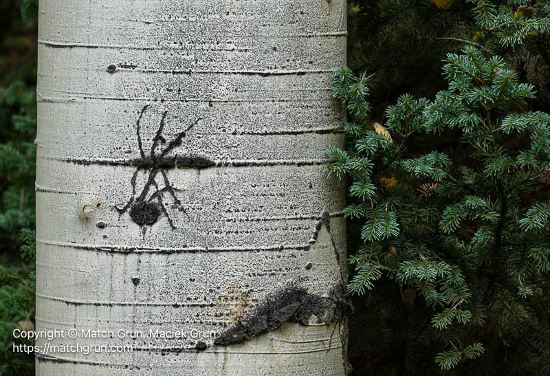 3251-0053-Along-Came-A-Spider-Kebler-Pass