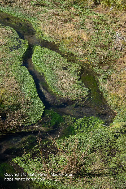3253-0008-Trout-Creek-Lined-With-Watercress-Buena-Vista
