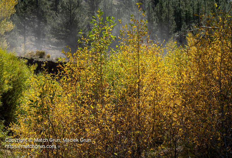 3253-0009-Backlit-Cottonwood Saplings-Trout-Creek