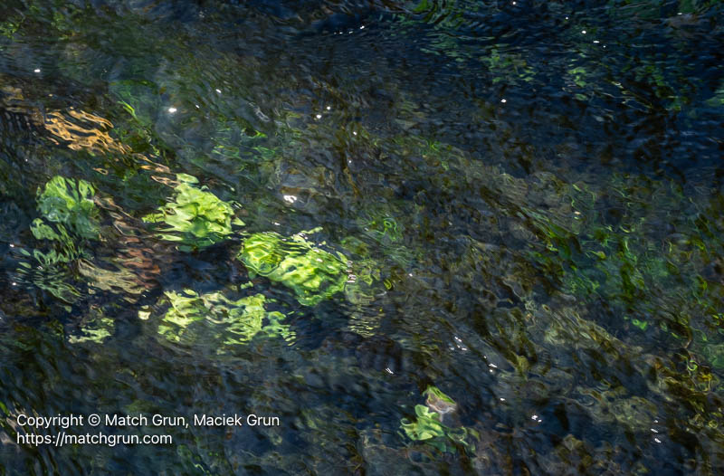 3253-0010-Underwater-Watercress-Trout-Creek