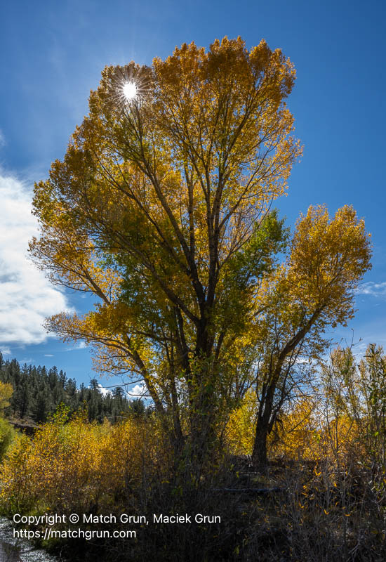 3253-0013-Sunstar-Through-Cottonwood-Tree-Trout-Creek