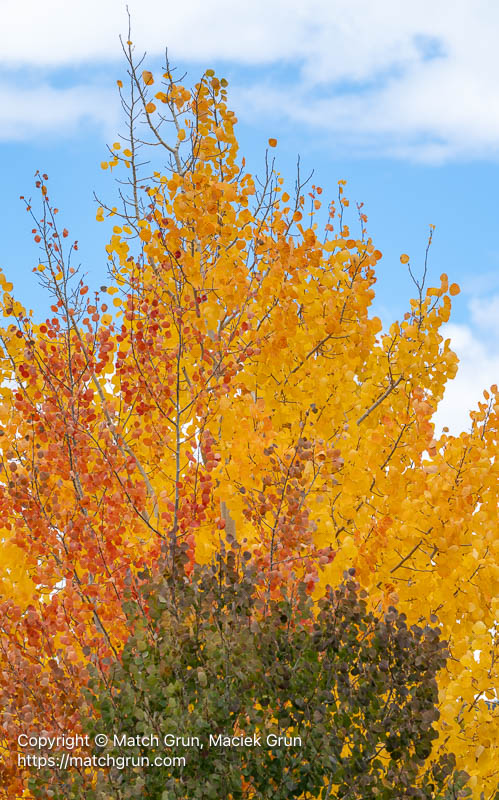 3256-0008-Four-Color-Aspen-Trees-Ohio-Creek-Valley