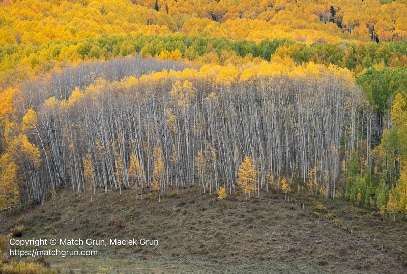 3256-0037-Aspen-Forest-And-Array-Of-Aspen-Trees-Ohio-Pass