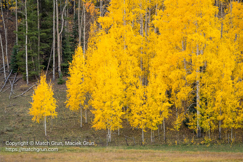 3256-0047-Aspen-Trees-Behind-Fence-Ohio-Creek