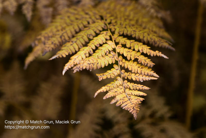 3257-0021_0030-Fern-No-1-Ohio-Pass