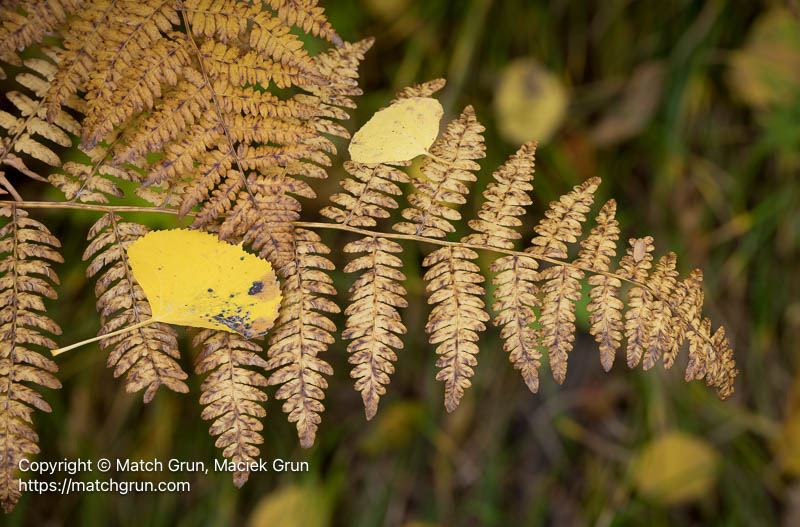 3257-0041_0050-Fern-No-2-Ohio-Pass