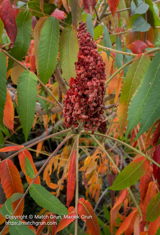 3260-0003-Sumac-With-Fruit-Fall-Colors-No-1