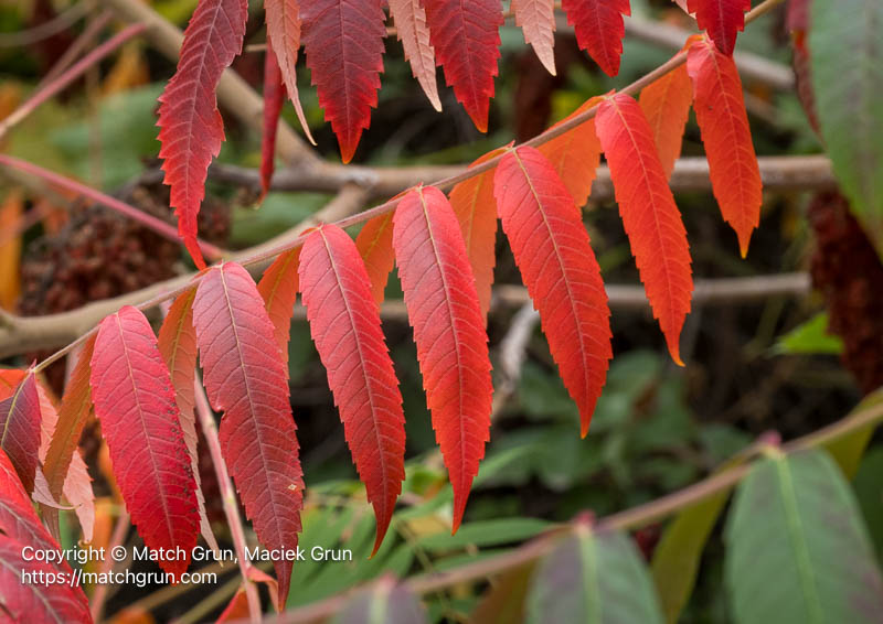 3260-0008-Smooth-Sumac-Fall-Leaves-No-1