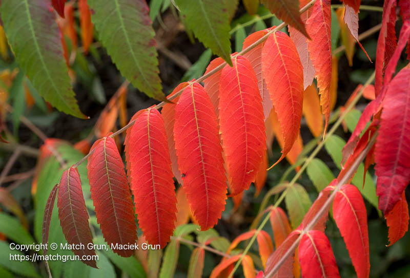 3260-0009-Smooth-Sumac-Fall-Leaves-No-2