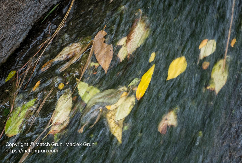 3260-0011-Fall-Color-Leaves-Under-Water-In-Spillway