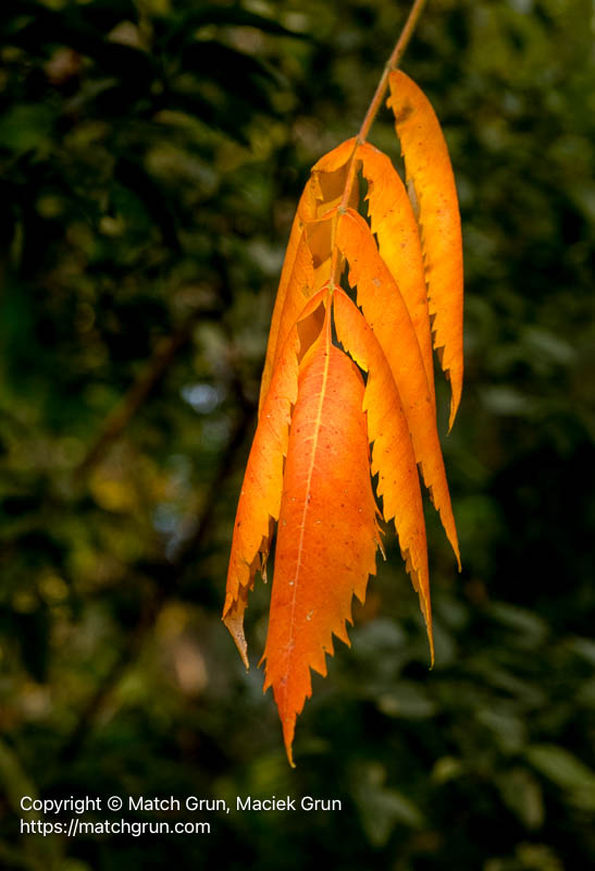 3262-0012-Smooth-Sumac-Leaves-In-Orange