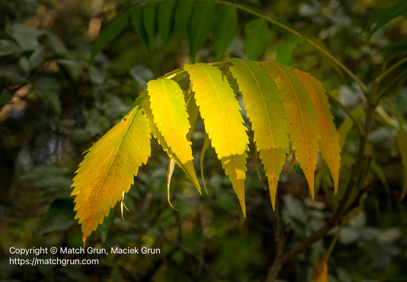 3262-0013-Smooth-Sumac-Yellow-Green