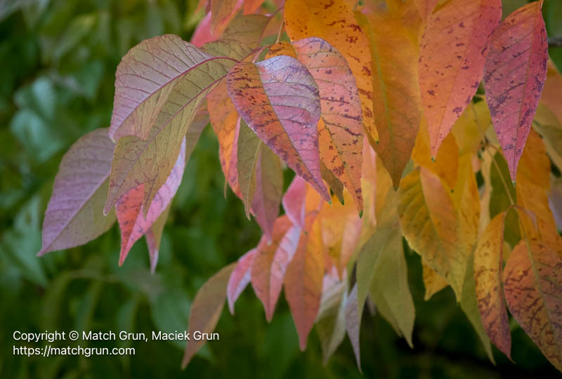 3262-0031-Multicolor-Fall-Leaves-Rosedale-Park