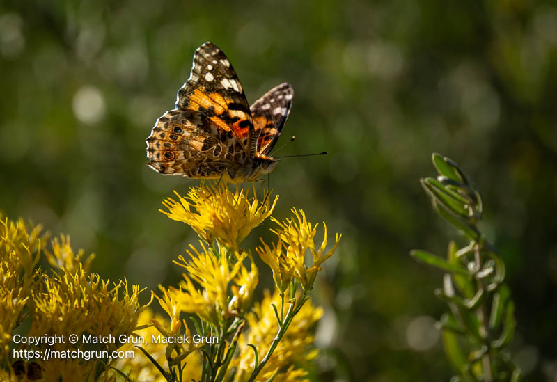 3267-0004-Painted-Lady-On-Rabbitbrush-No-1