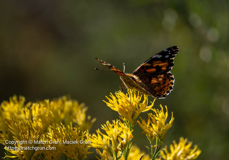 3267-0005-Painted-Lady-On-Rabbitbrush-No-2