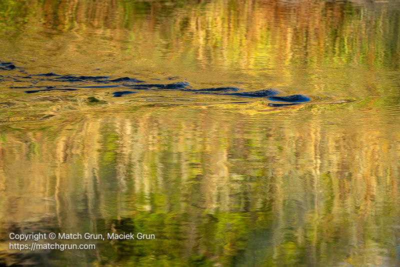 3267-0013-South-Platte-River-Fall-Color-Reflections