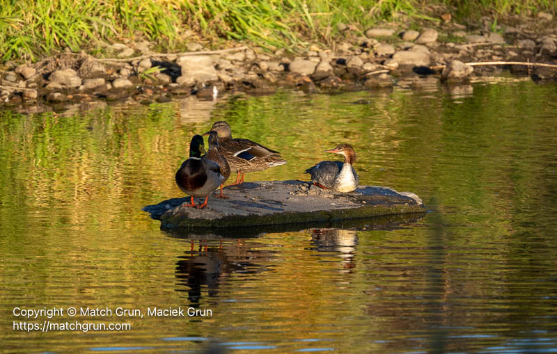 3267-0014-Female-Common-Merganser-And-Mallards