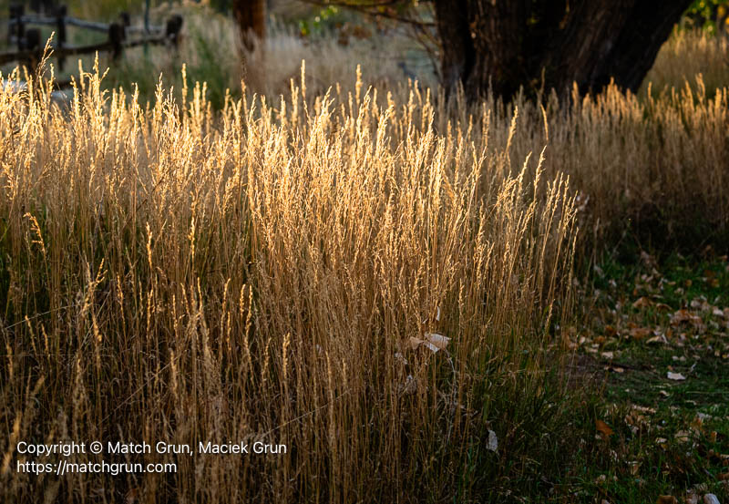 3267-0020-Grasses-South-Platte-Park-No-1