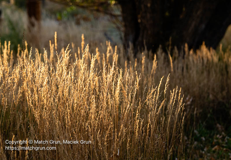 3267-0021-Grasses-South-Platte-Park-No-2