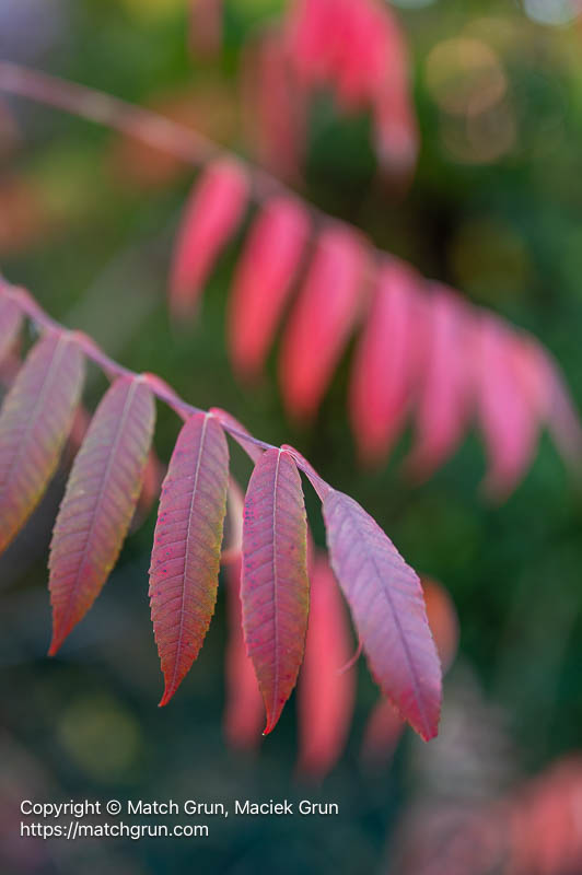 3268-0003-Smooth-Sumac-In-Shade
