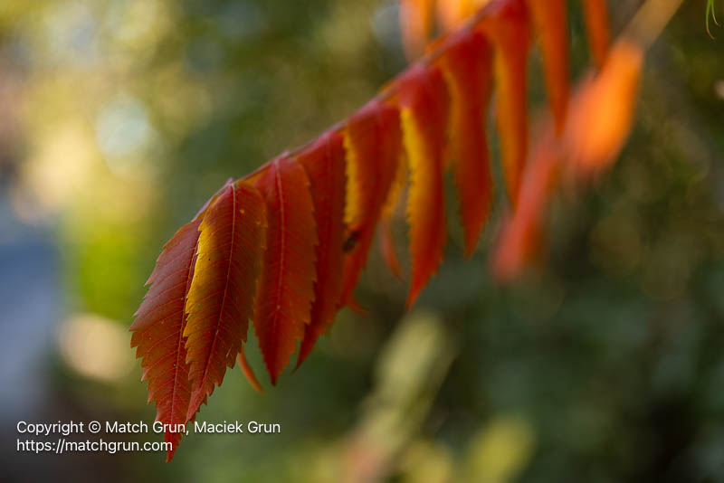 3268-0005-Smooth-Sumac-Fall-Colors