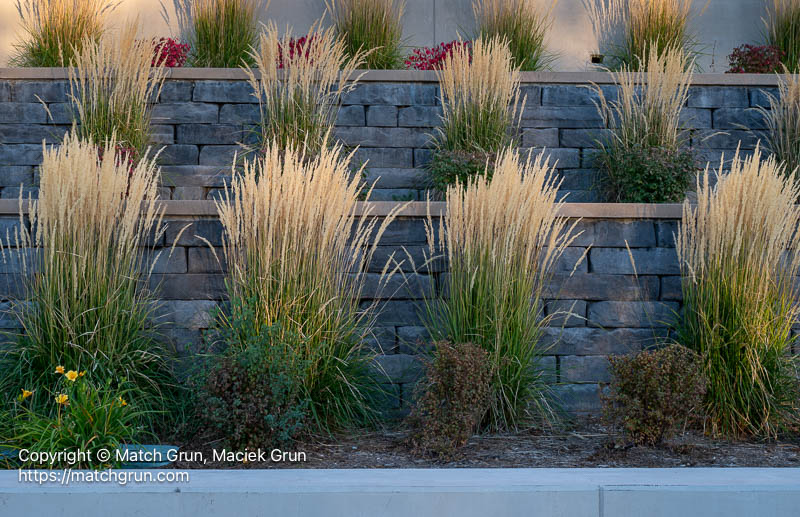 3268-0009-Grasses-In-Front-Of-School