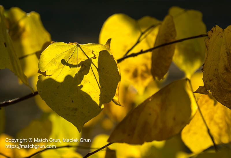3269-0011-Leaf-Shadows