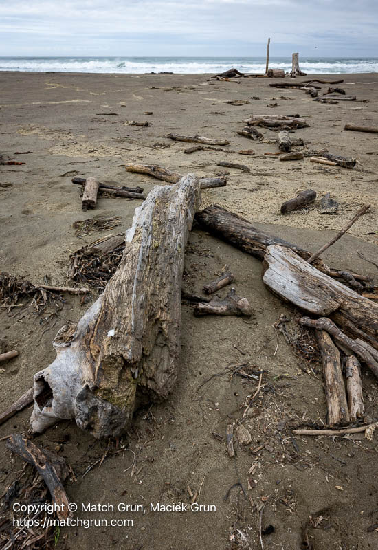 3278-0003-Beach-Driftwood-Salmon-Creek