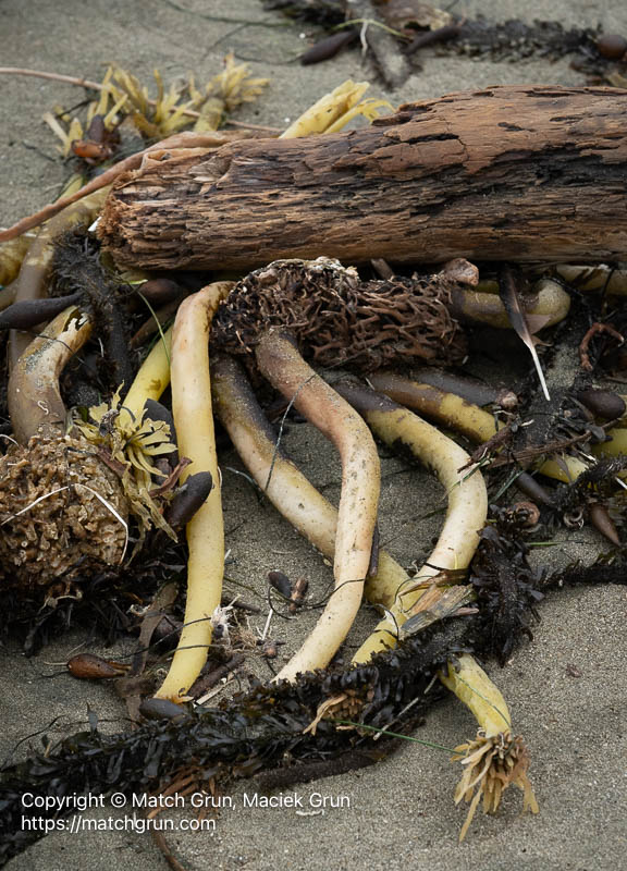 3278-0071-Driftwood-And-Kelp-Salmon-Creek