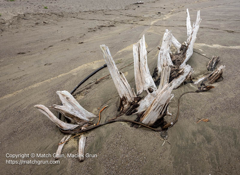 3278-0093-Buried-Driftwood-Salmon-Creek