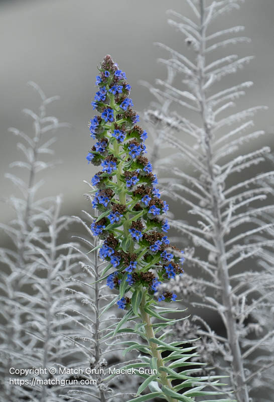 3280-0005-Pride-Of-Madeira-Bodega-Bay-Harbor