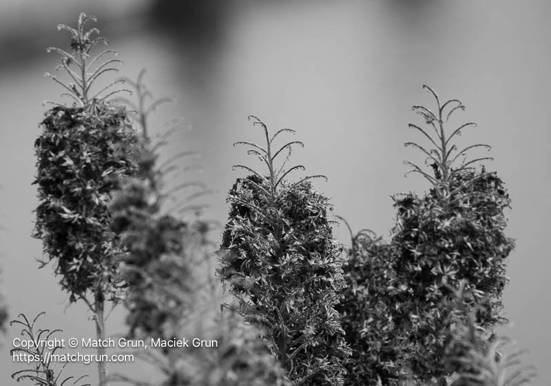 3280-0010-Pride-Of-Madeira-Dried-Flowers